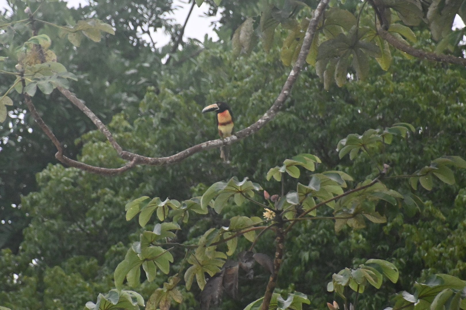Collared aracari (Pteroglossus torquatus)