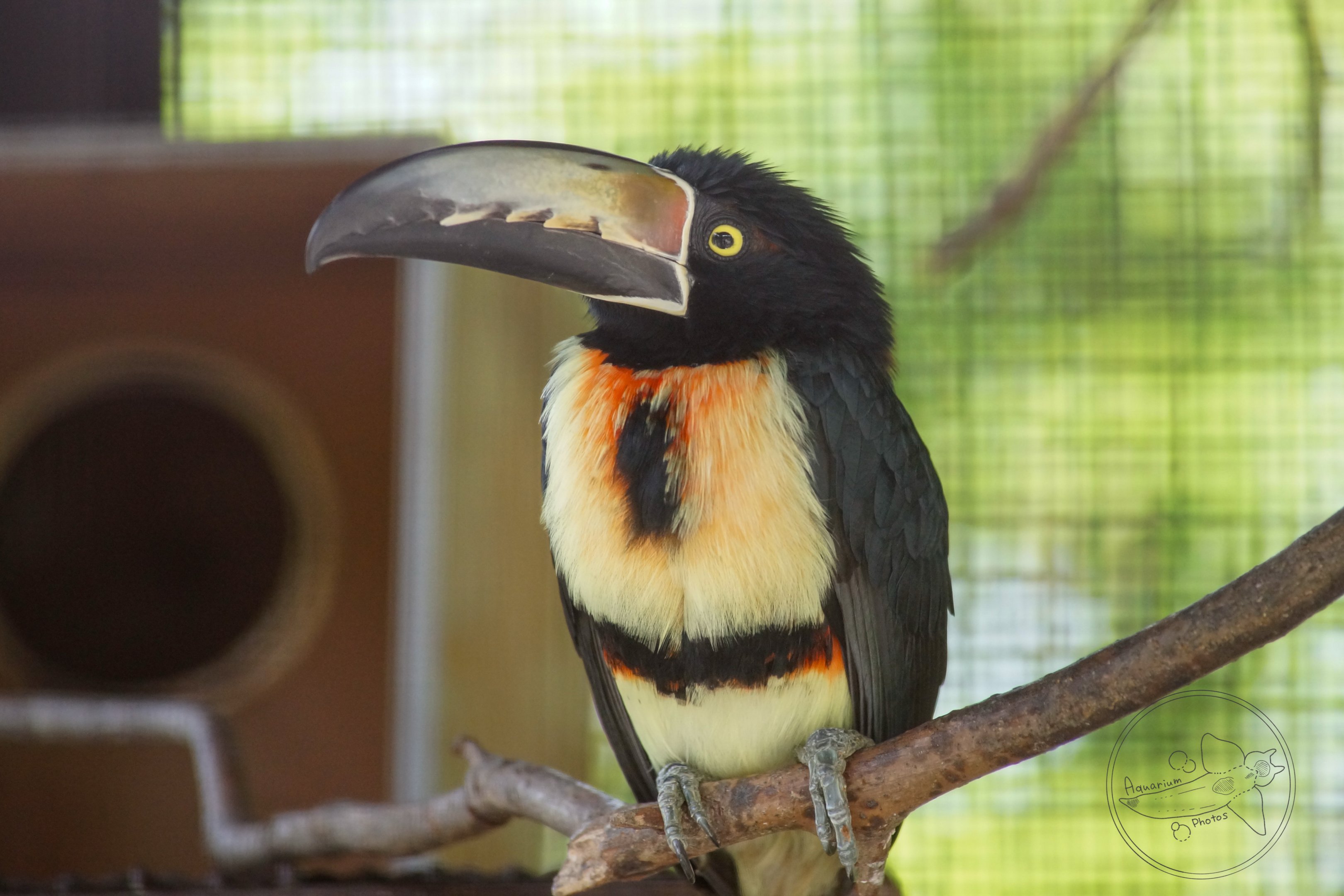 Collared Aracari (Pteroglossus torquatus)