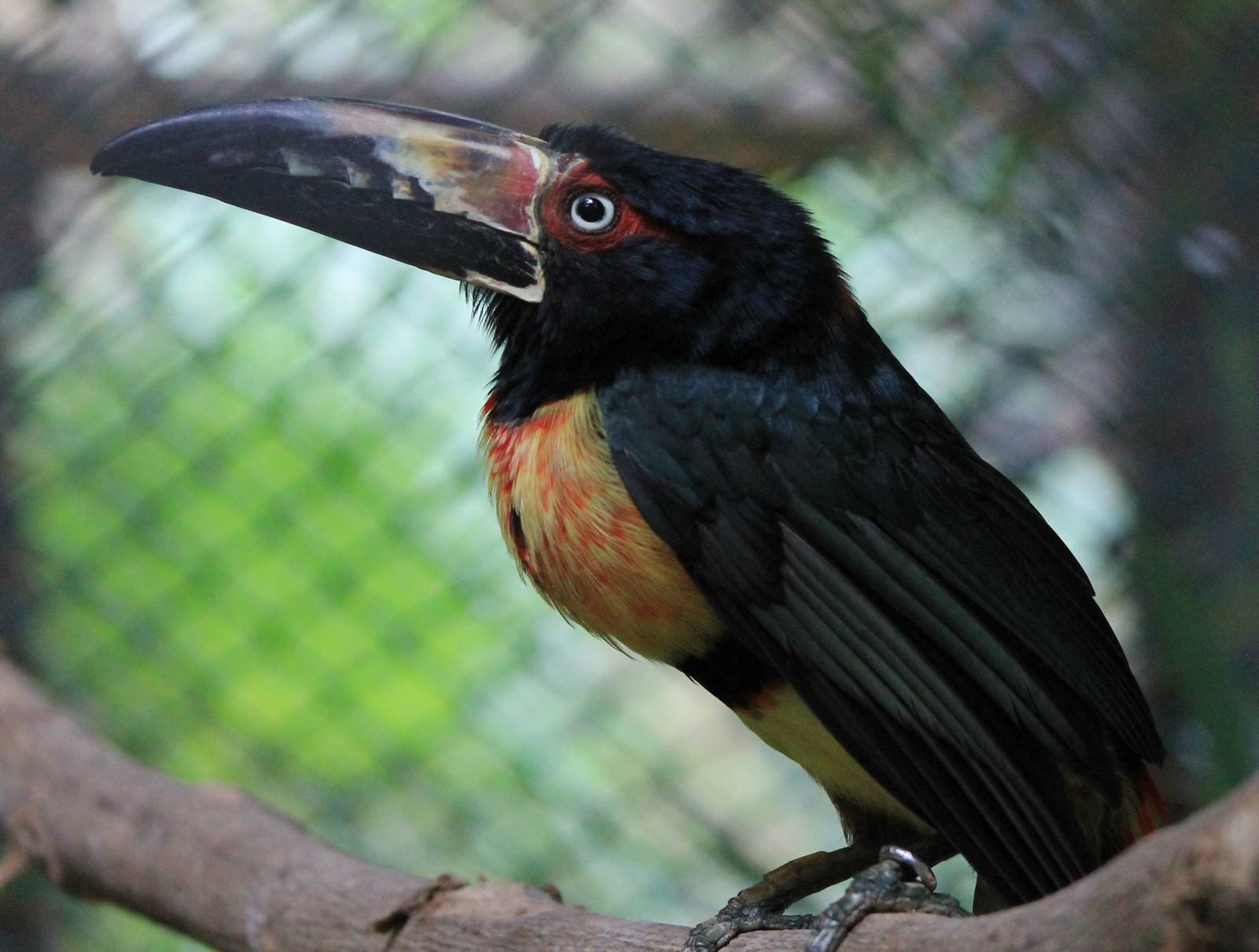Collared aracari