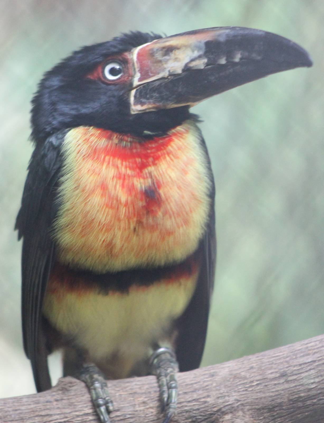Collared aracari