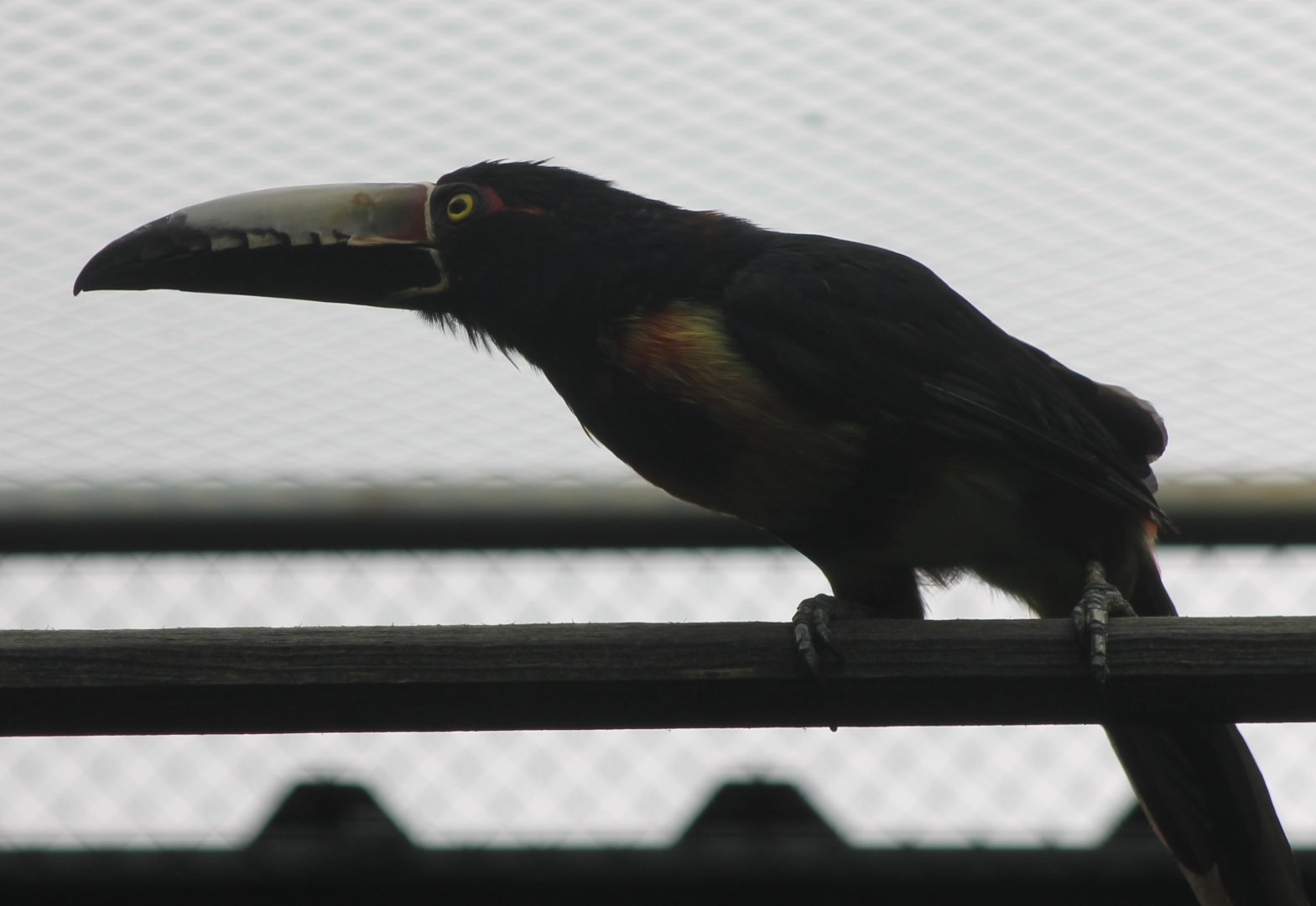 Collared aracari