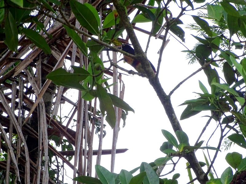 Collared aracari