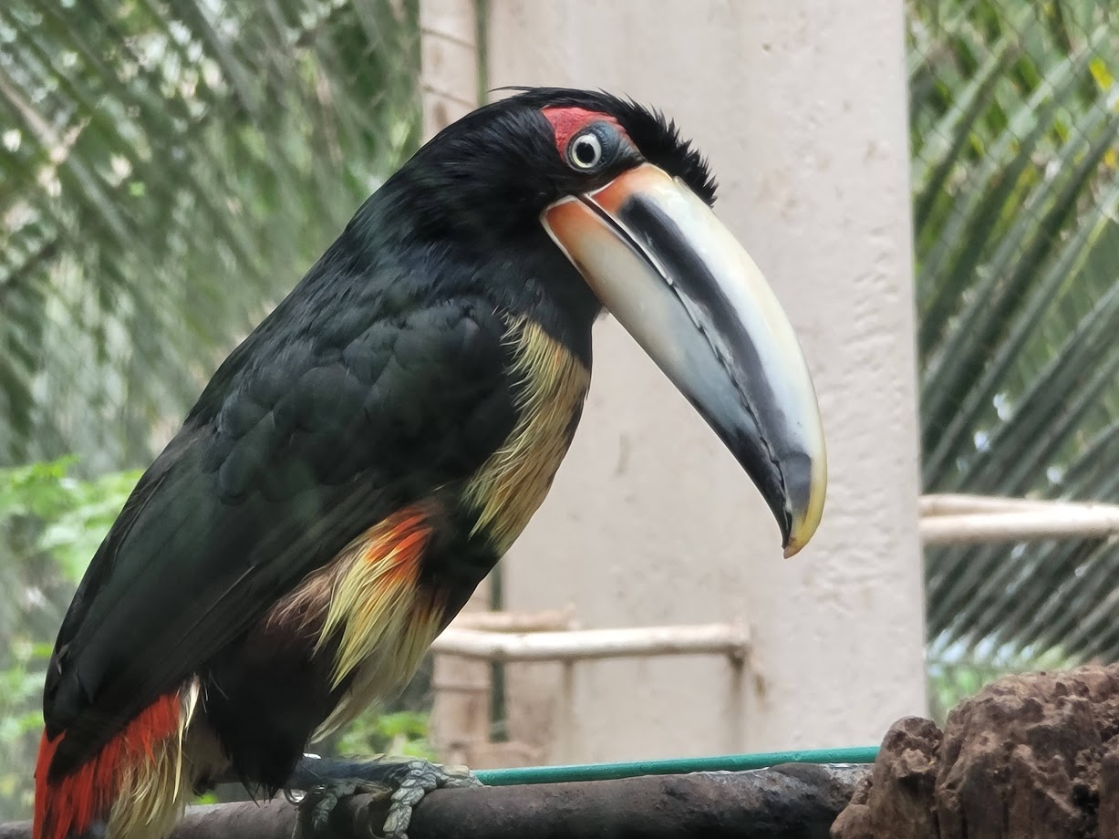 Collared Aracari