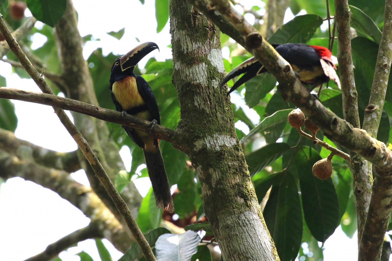 Collared Aracari