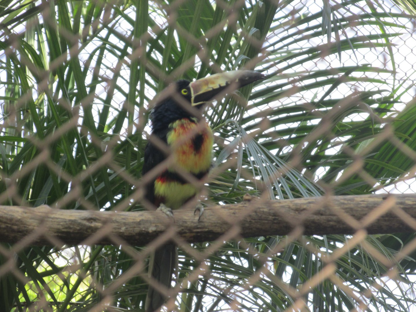 Collared Aracari