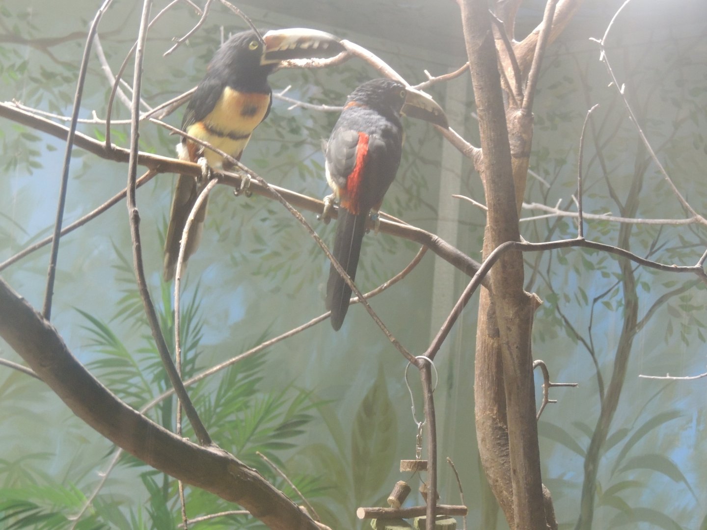 collared aracari