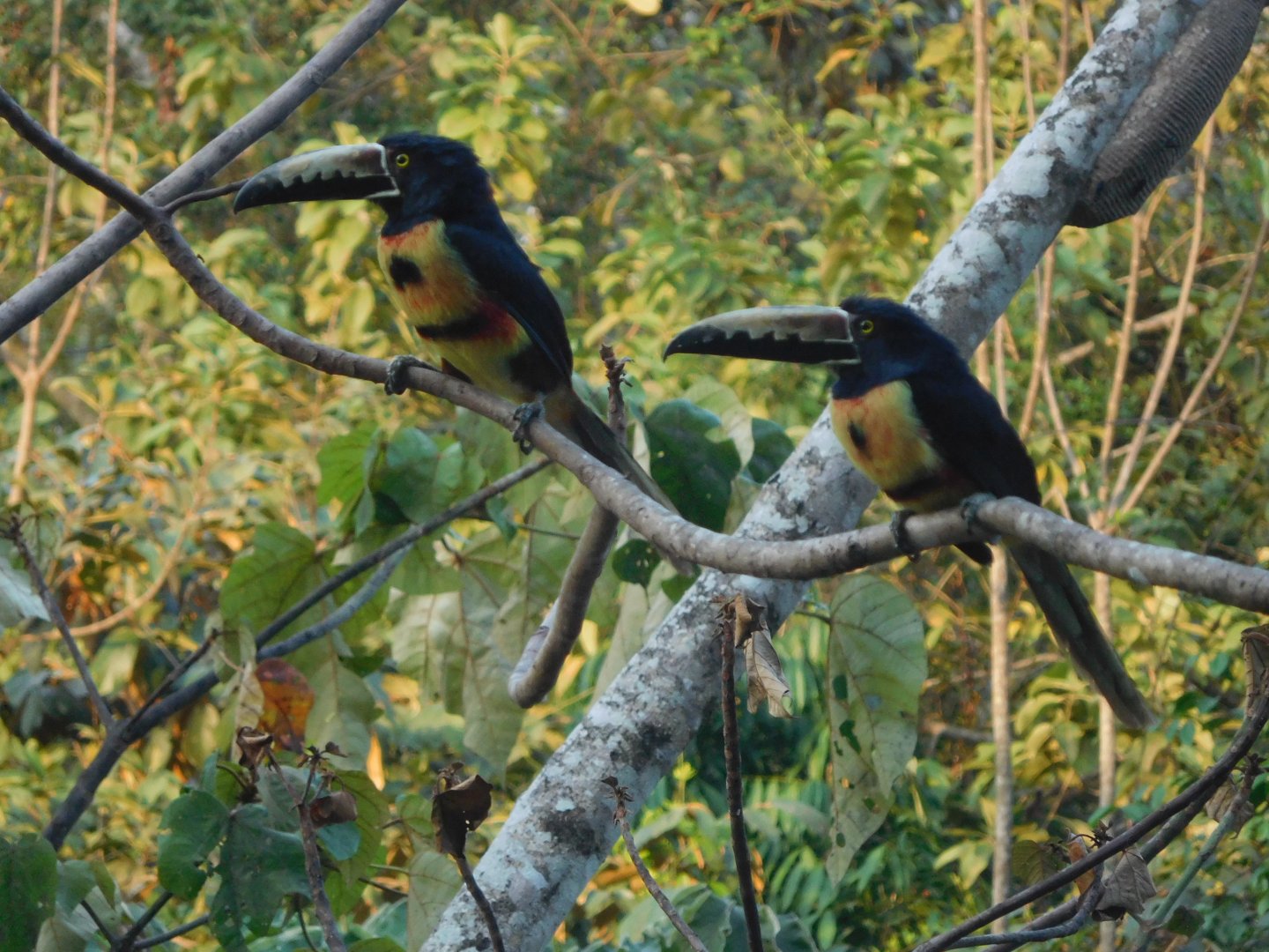 Collared araçaris (Pteroglossus torquatus)