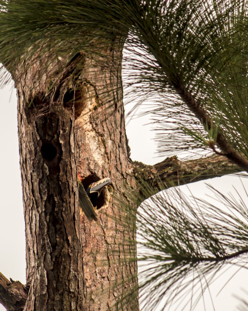 Collared aracaris, Pteroglossus torquatus