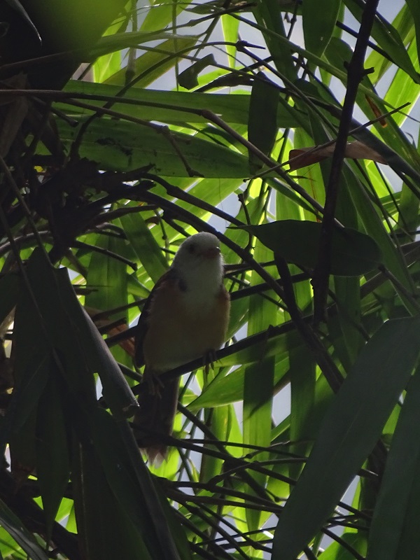 Collared babbler (Gampsorhynchus torquatus torquatus)