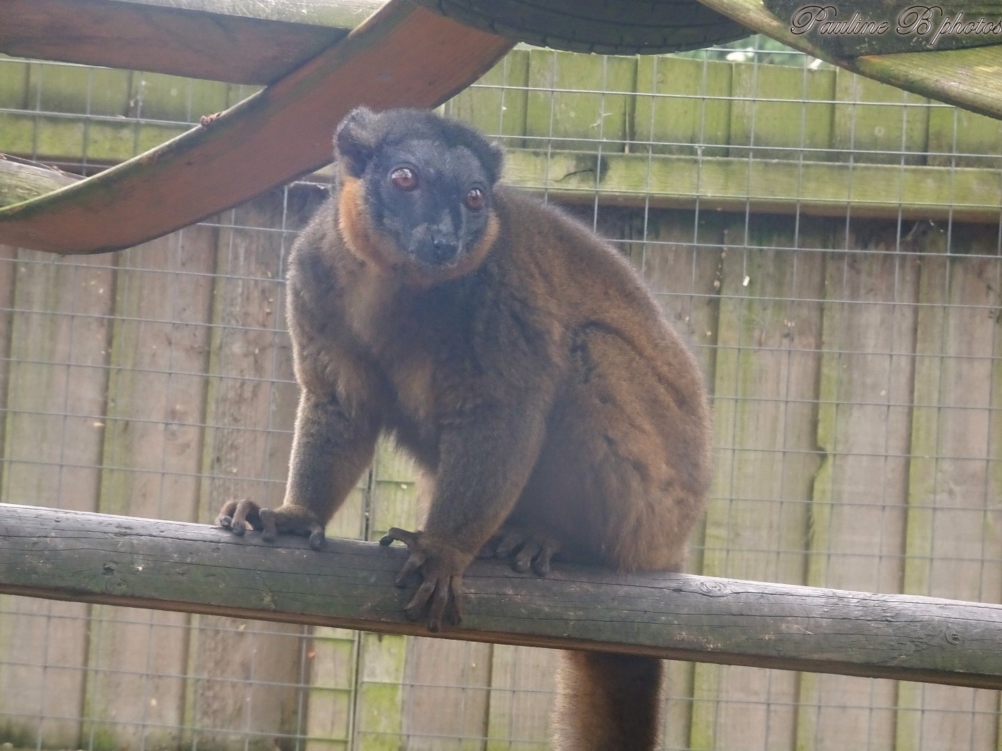 Collared Brown Lemur 18 October 2025