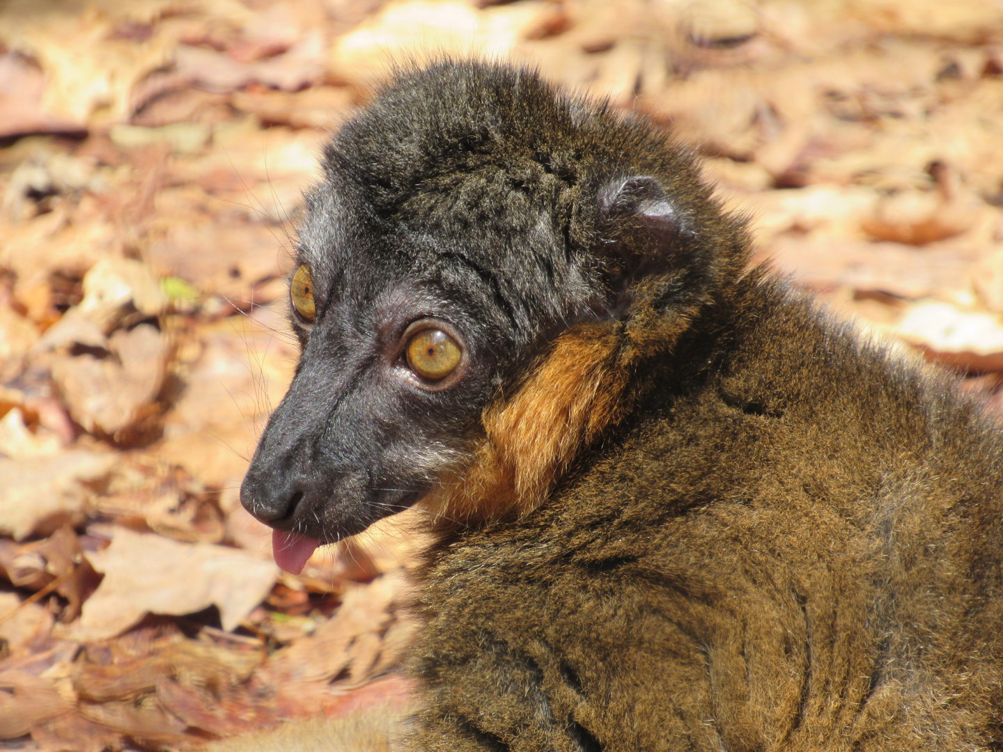 Collared Brown Lemur - 5/7/23
