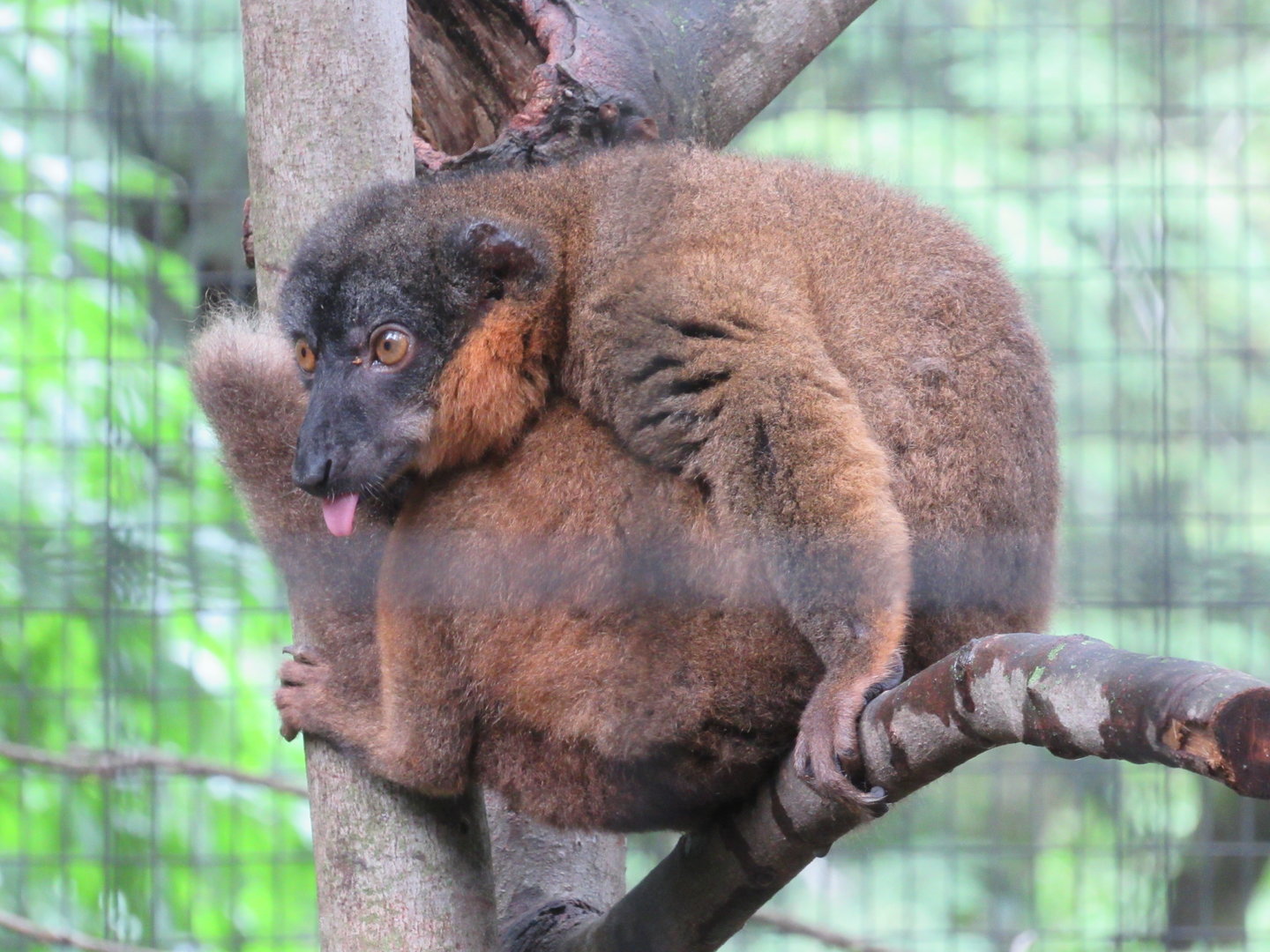 Collared Brown Lemur - 8/7/23