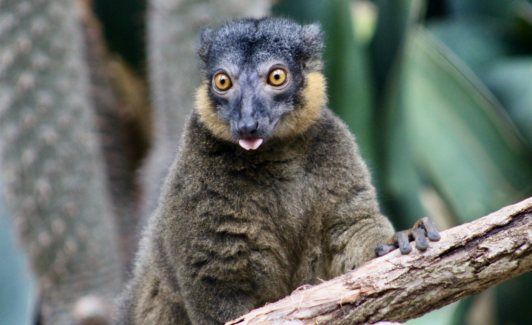 Collared Brown Lemur (Eulemur collaris) female