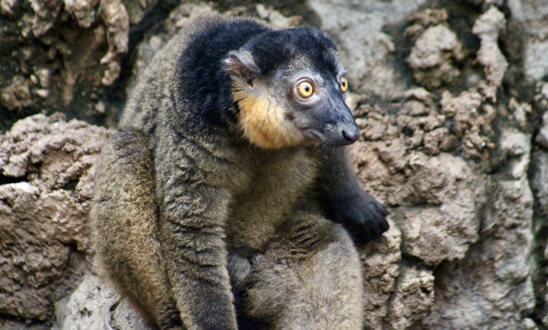 Collared Brown Lemur (Eulemur collaris) male