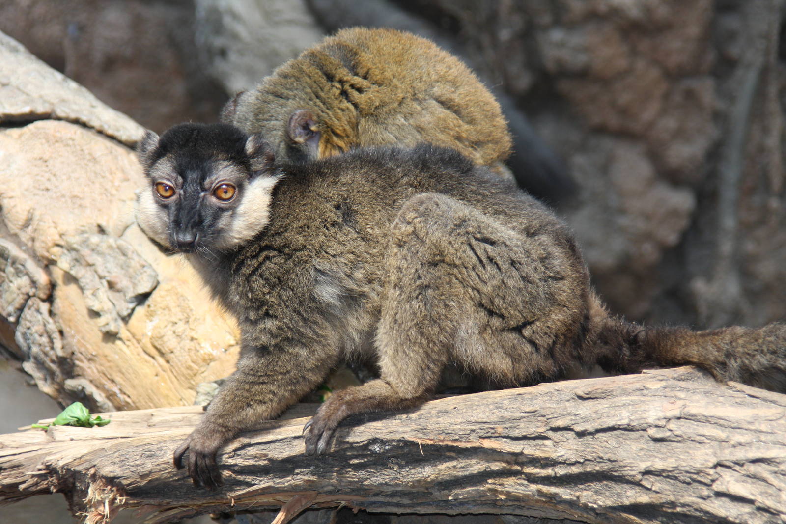Collared Brown Lemur (Eulemur collaris)
