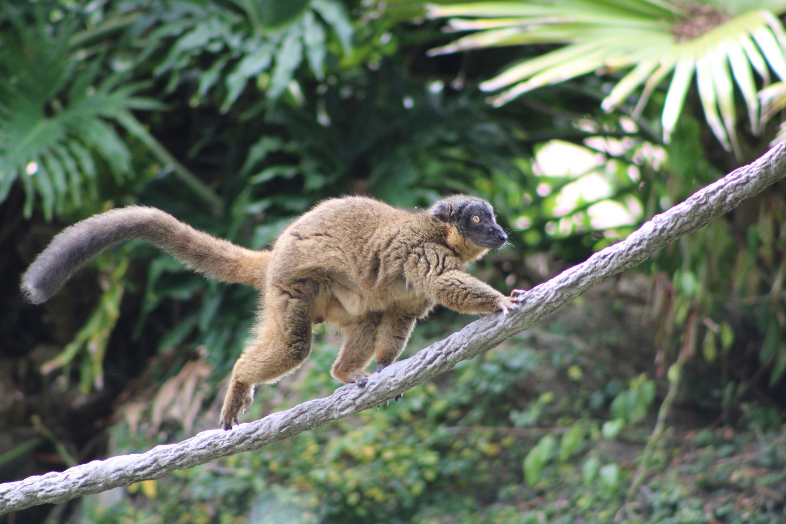 Collared Brown Lemur (Eulemur collaris)