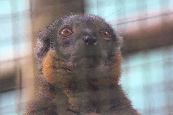 Collared brown lemur (Eulemur collaris)