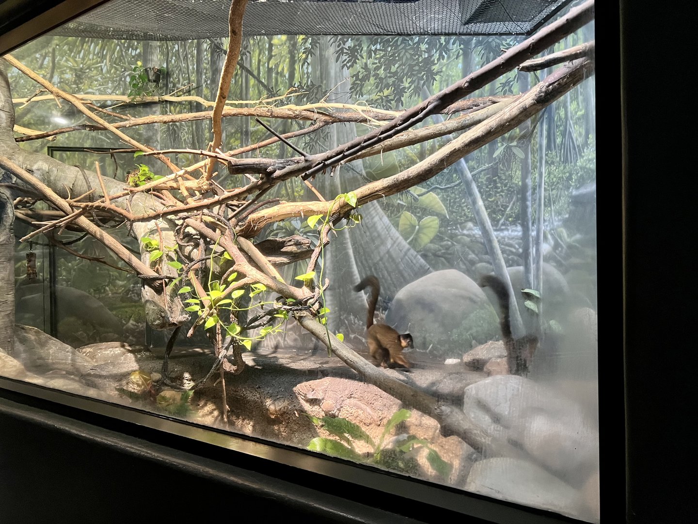 Collared Brown Lemur (?) Exhibit