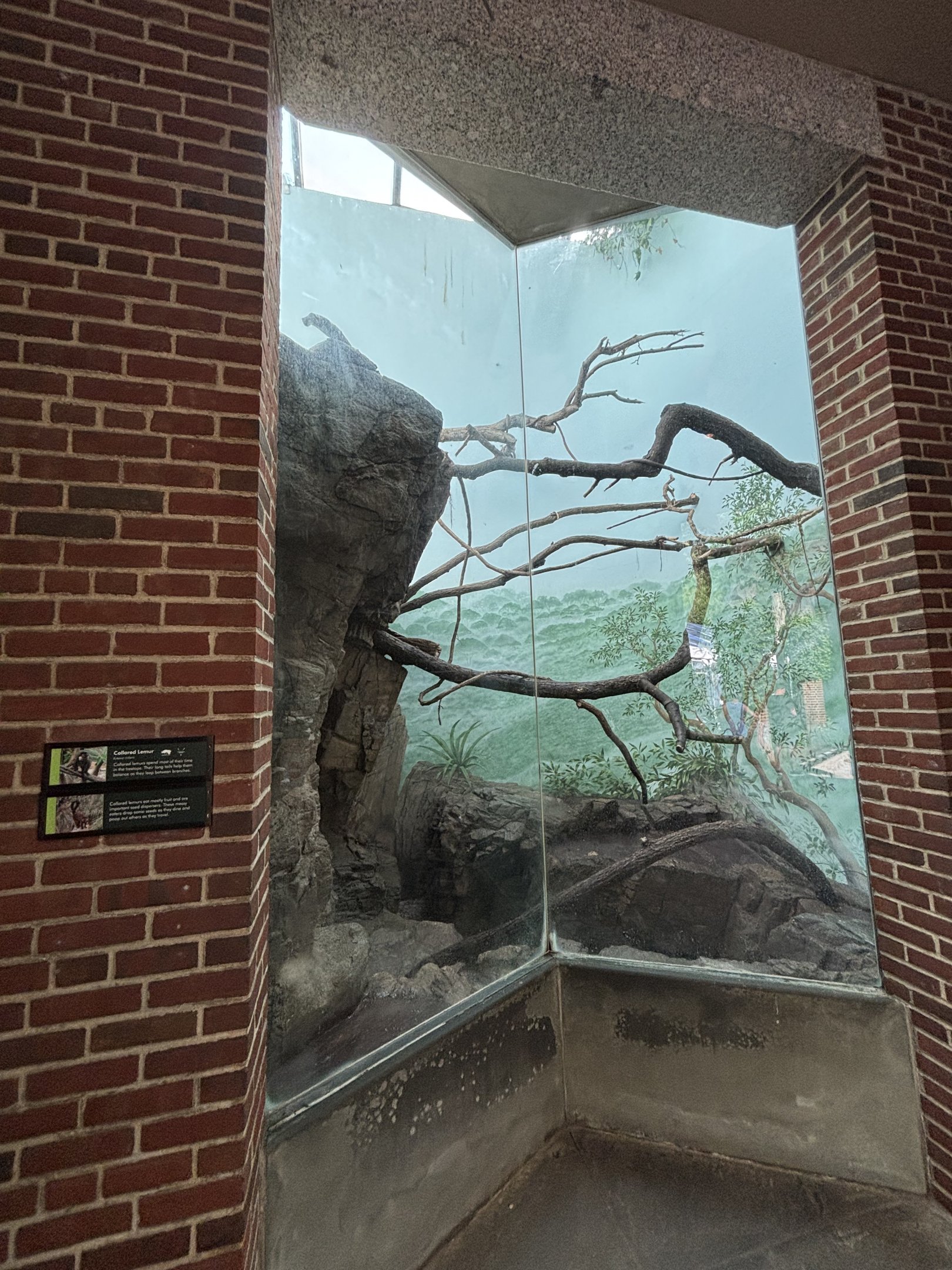 Collared Brown Lemur Exhibit