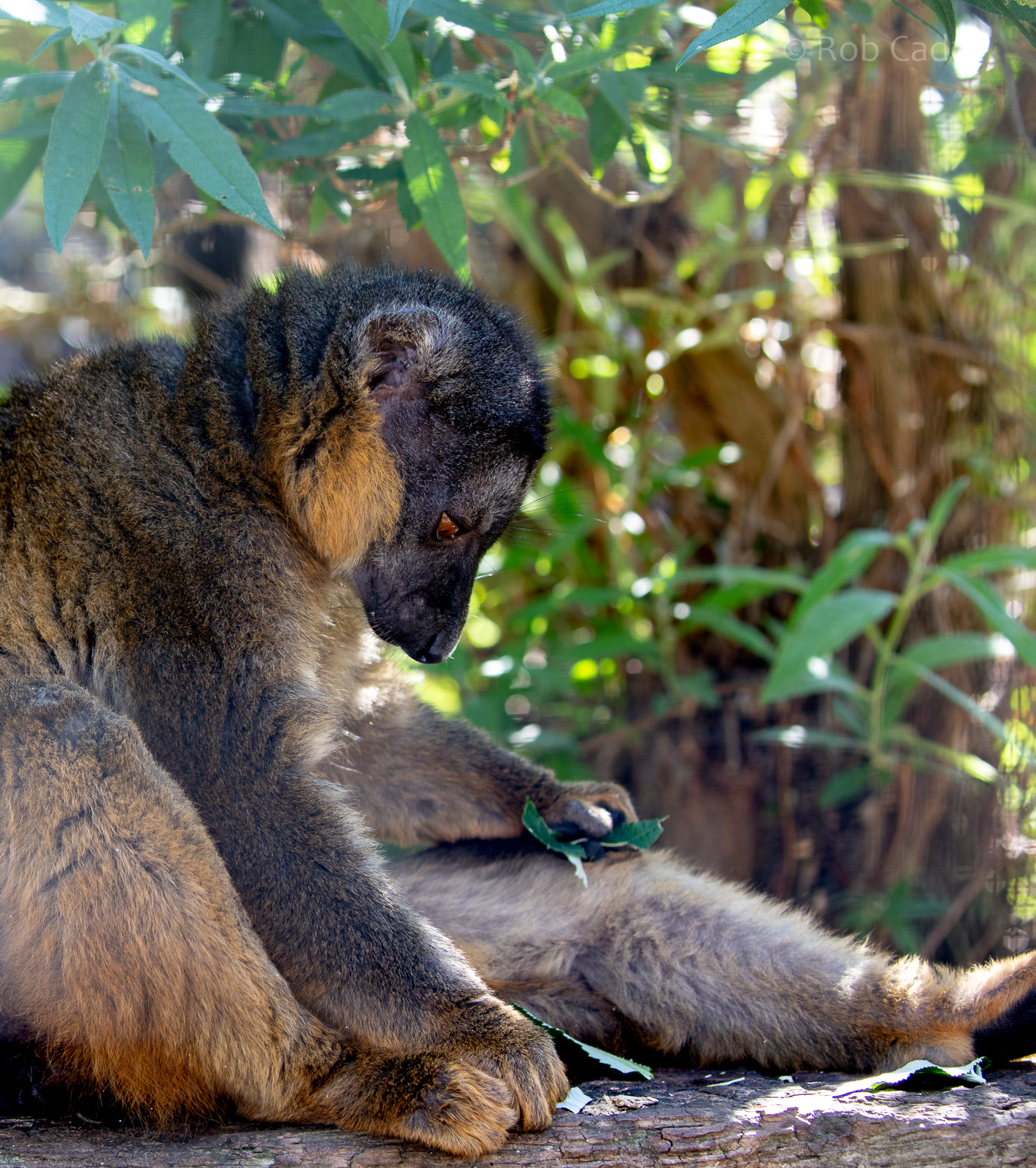 Collared brown lemur : Hamerton : 02 Sep 2018
