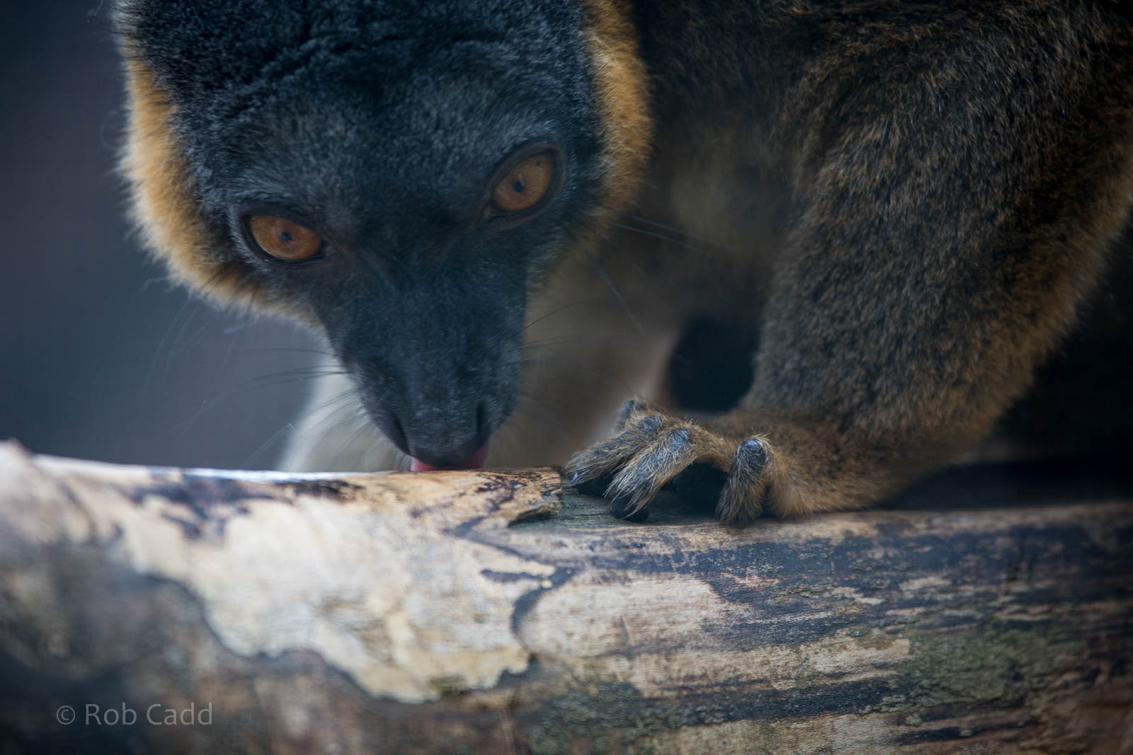 Collared brown lemur : Hamerton : 05 Sep 2014