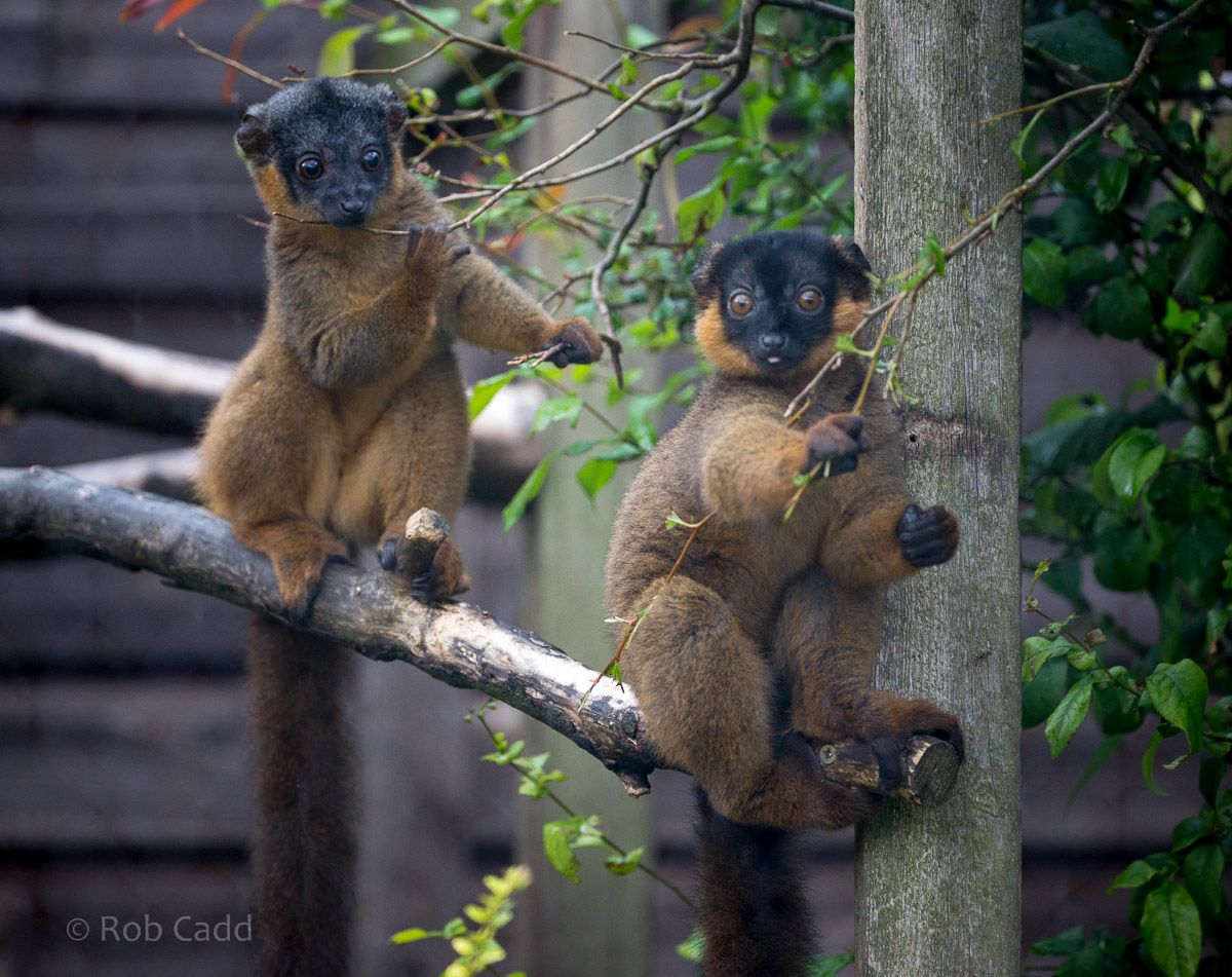 Collared brown lemur : Hamerton : 12 Jul 2015