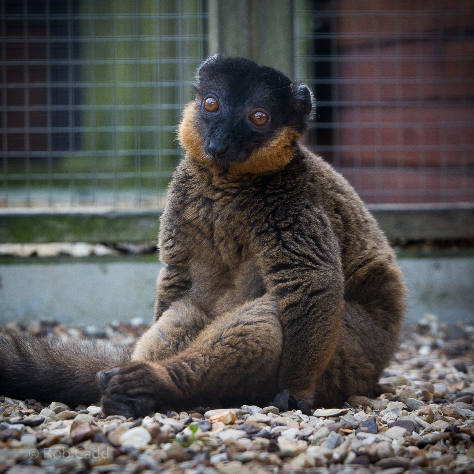 Collared brown lemur : Hamerton : 27 Sep 2014