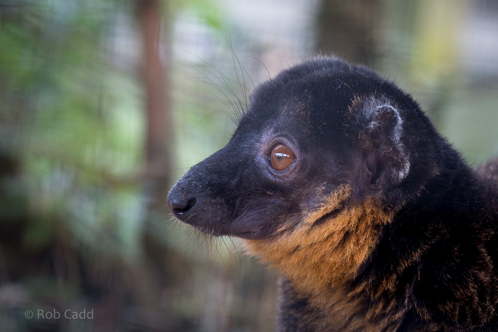 Collared brown lemur : Hamerton : 27 Sep 2014