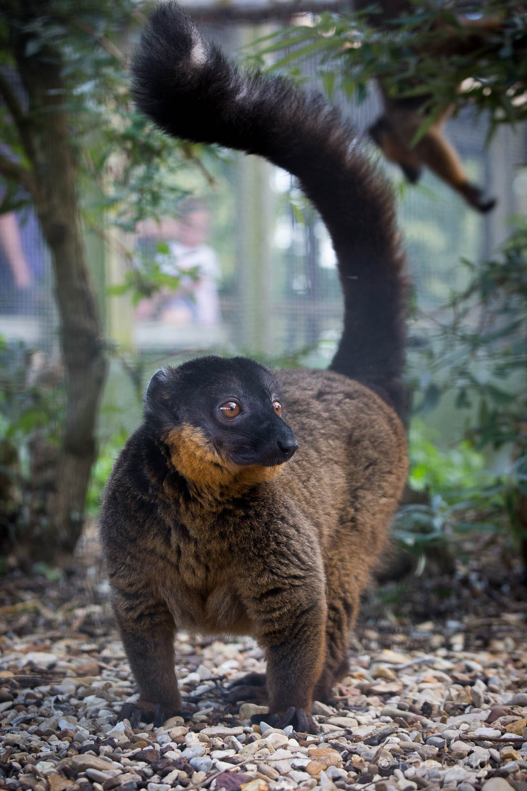 Collared brown lemur : Hamerton : 27 Sep 2014