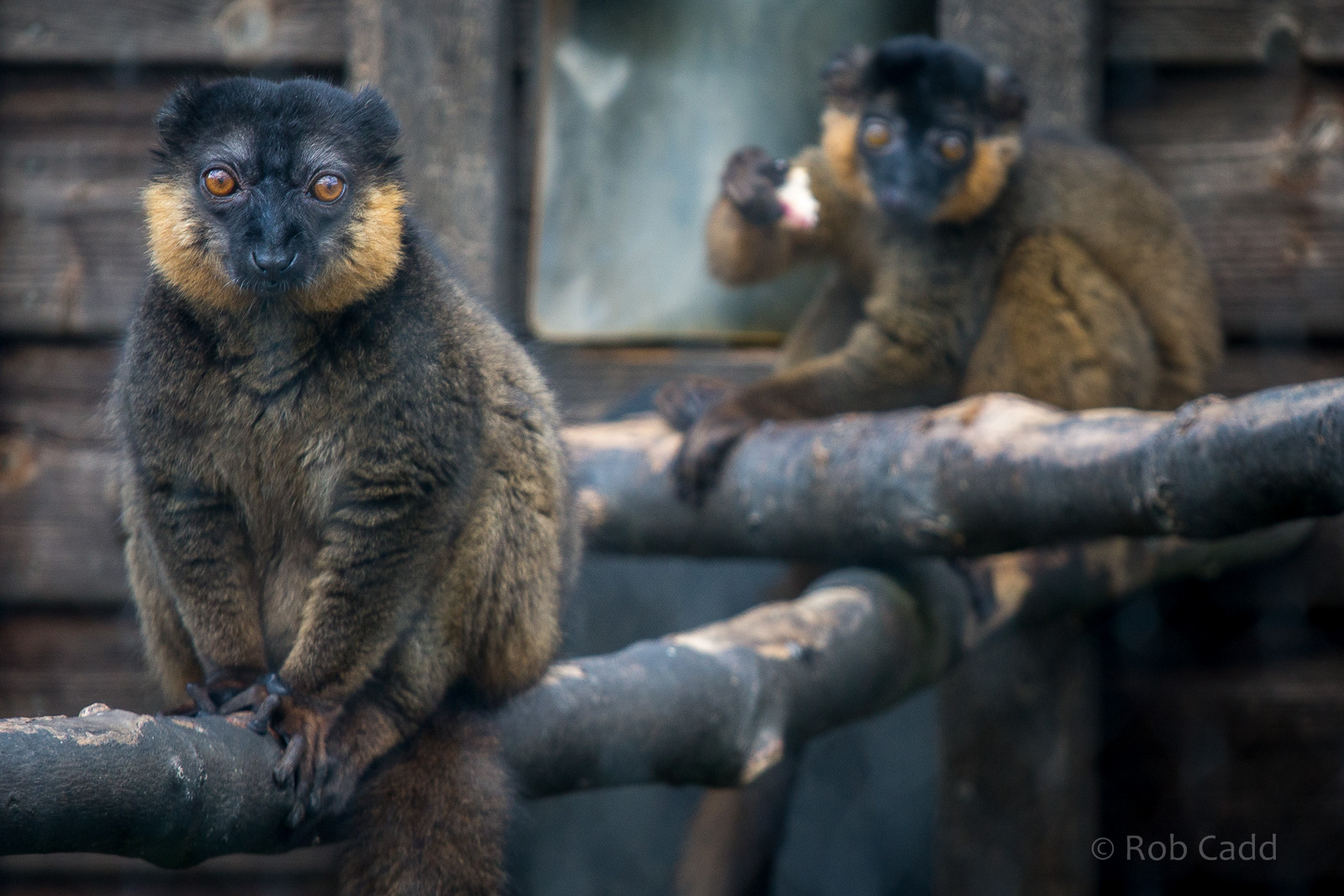 Collared brown lemur : Hamerton : 31 Aug 2014