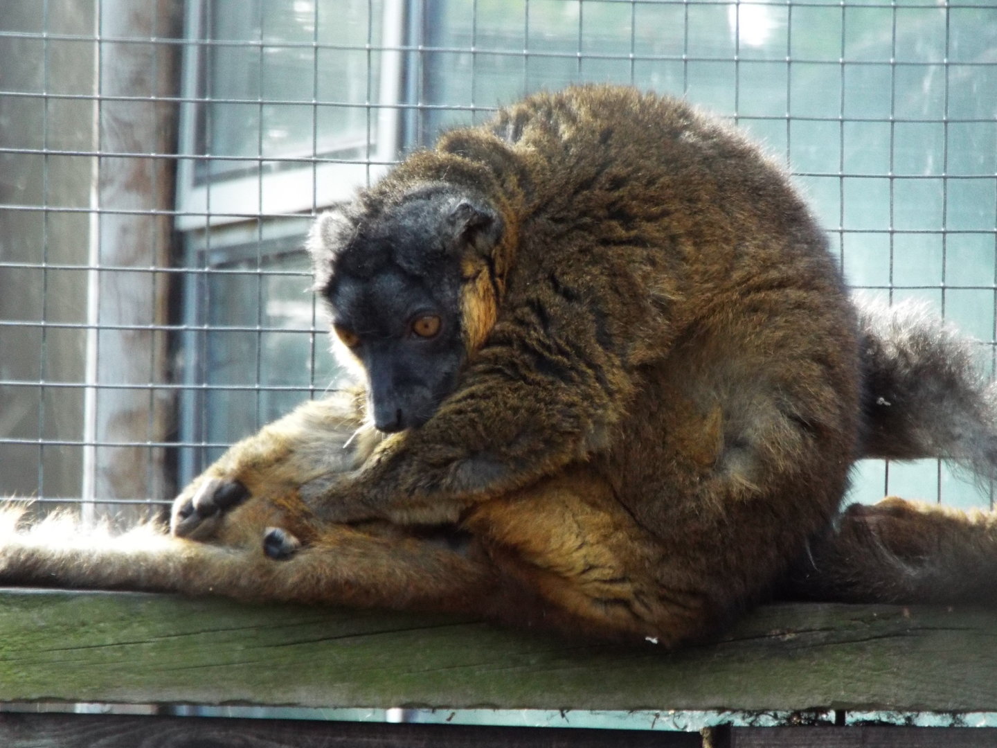 Collared brown lemur, Hamerton Zoo