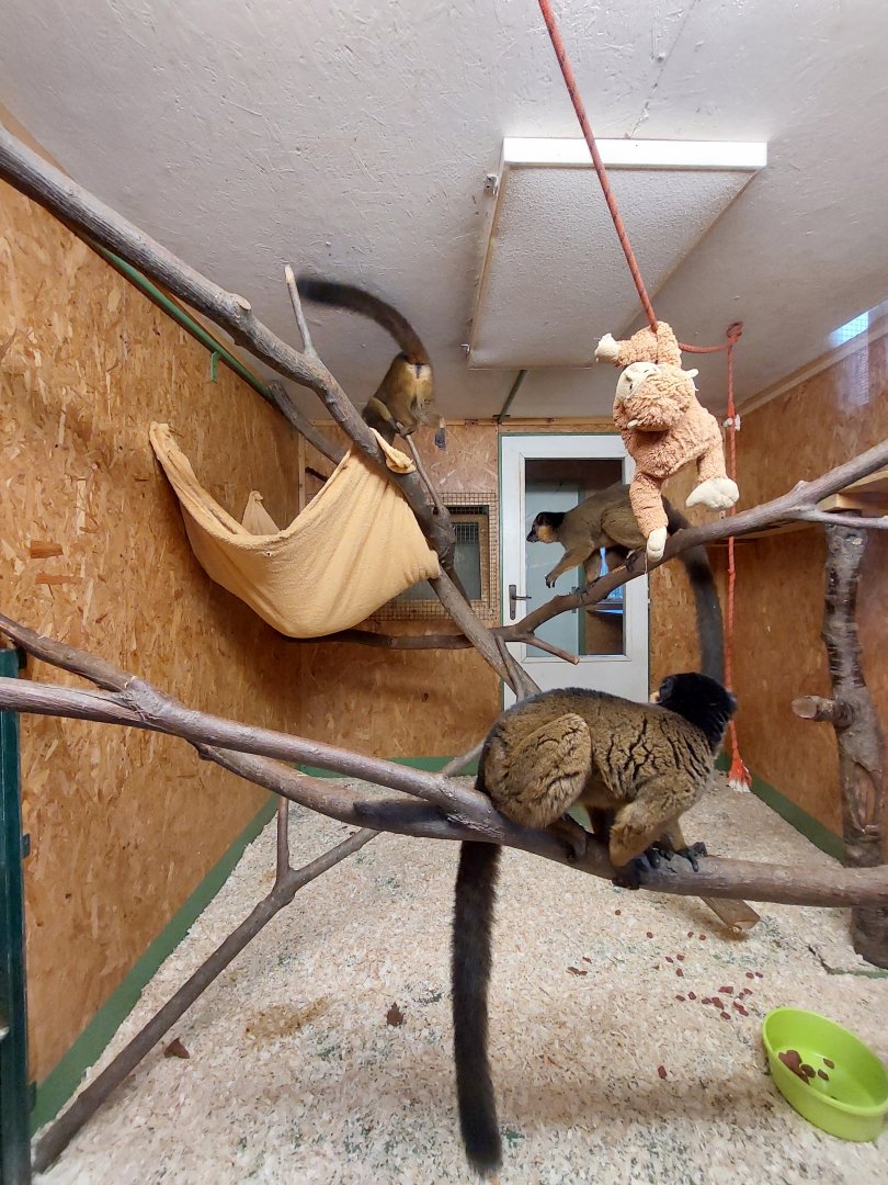 Collared brown lemur indoor exhibit