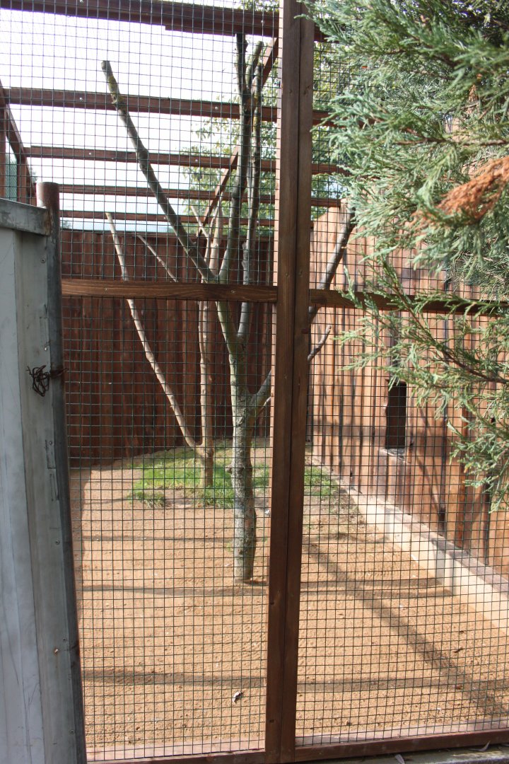 Collared brown lemur outdoor exhibit