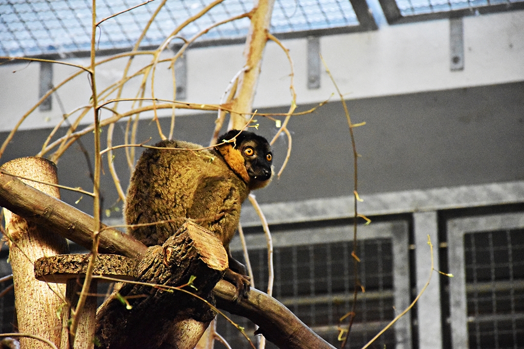 Collared brown lemur