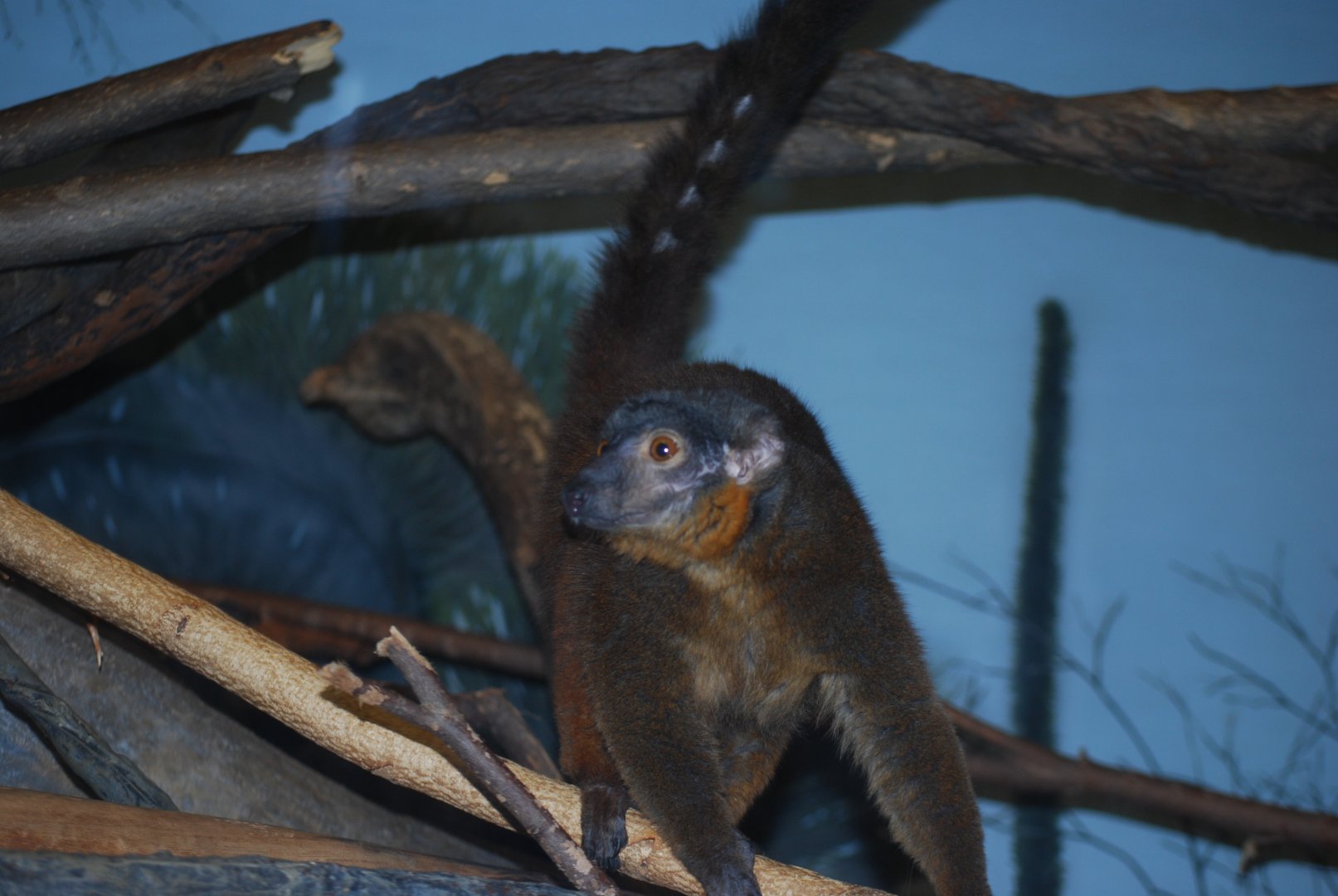 Collared Brown Lemur