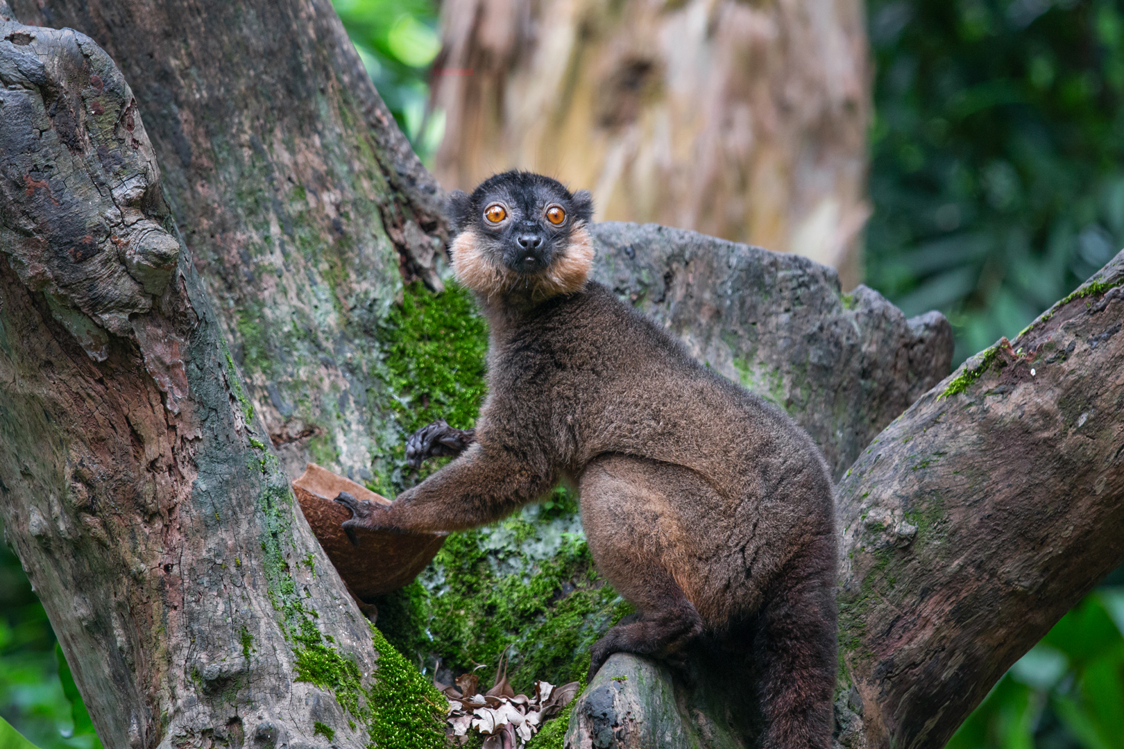 Collared brown lemur