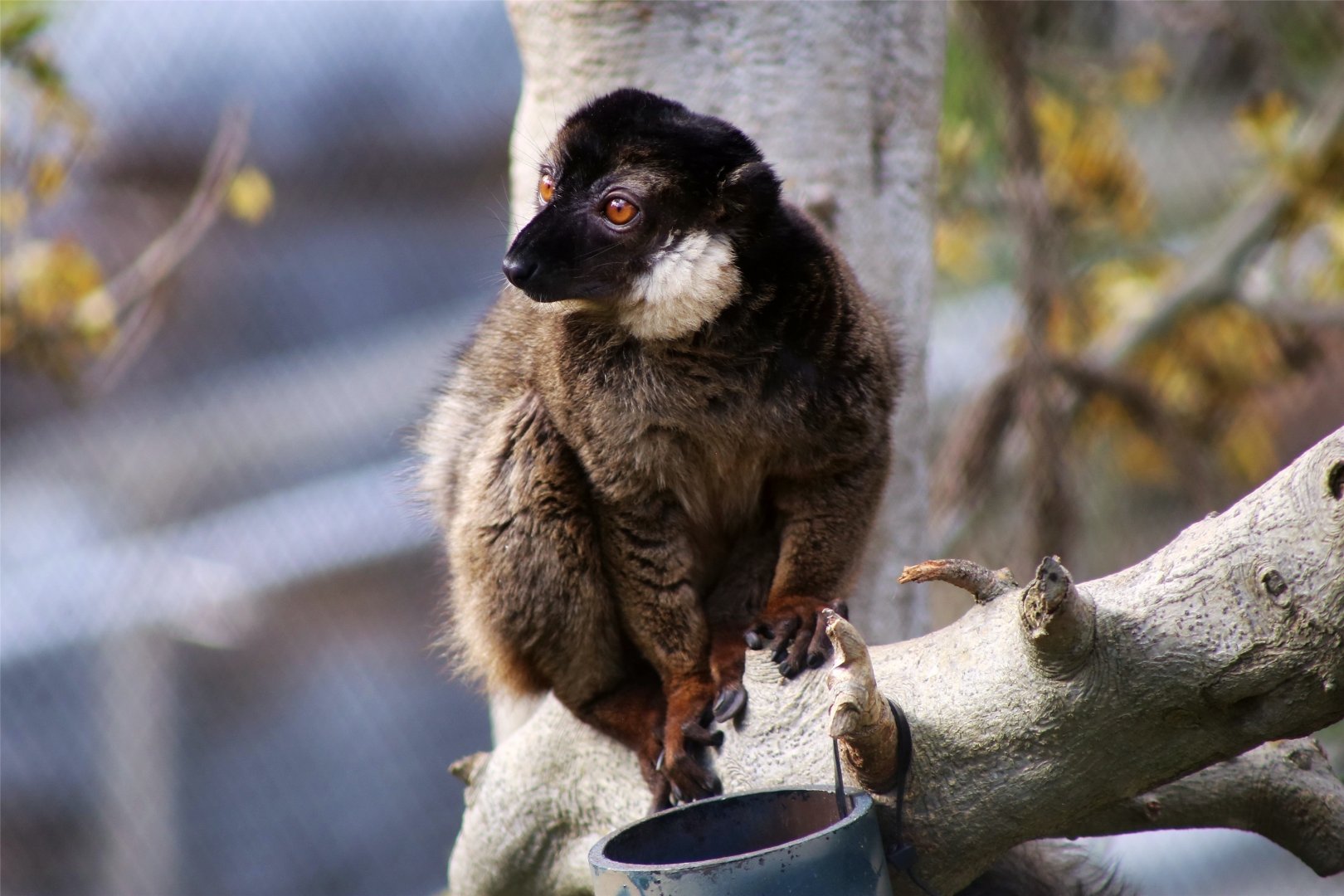 Collared brown lemur