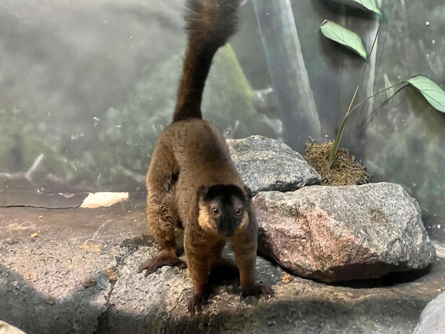 Collared Brown Lemur