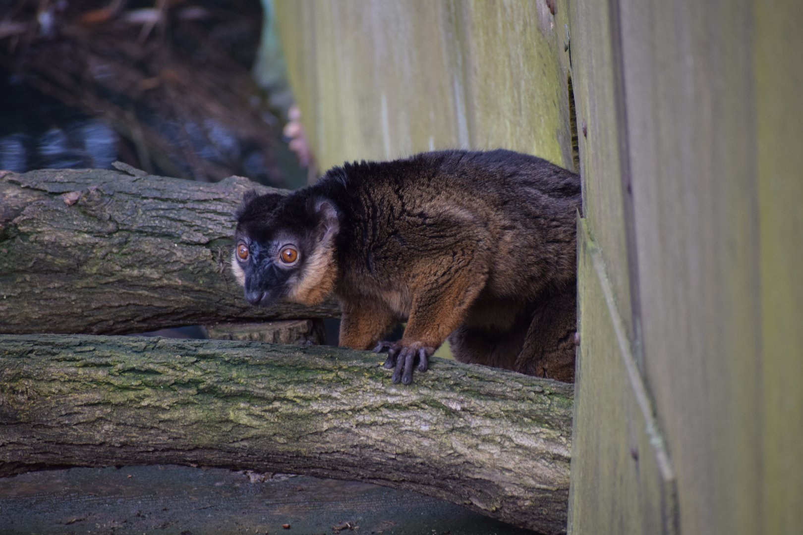 Collared brown lemur