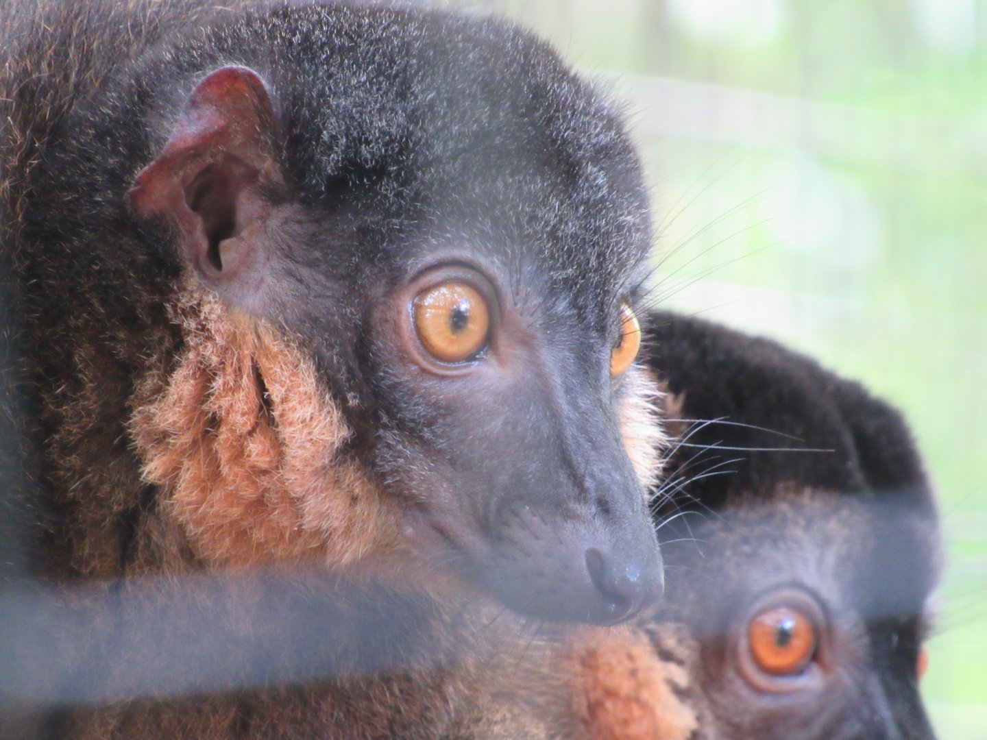 Collared Brown Lemur