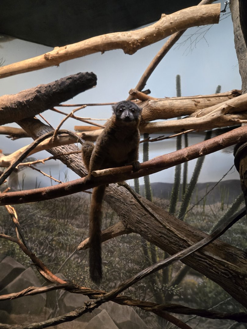 Collared Brown Lemur