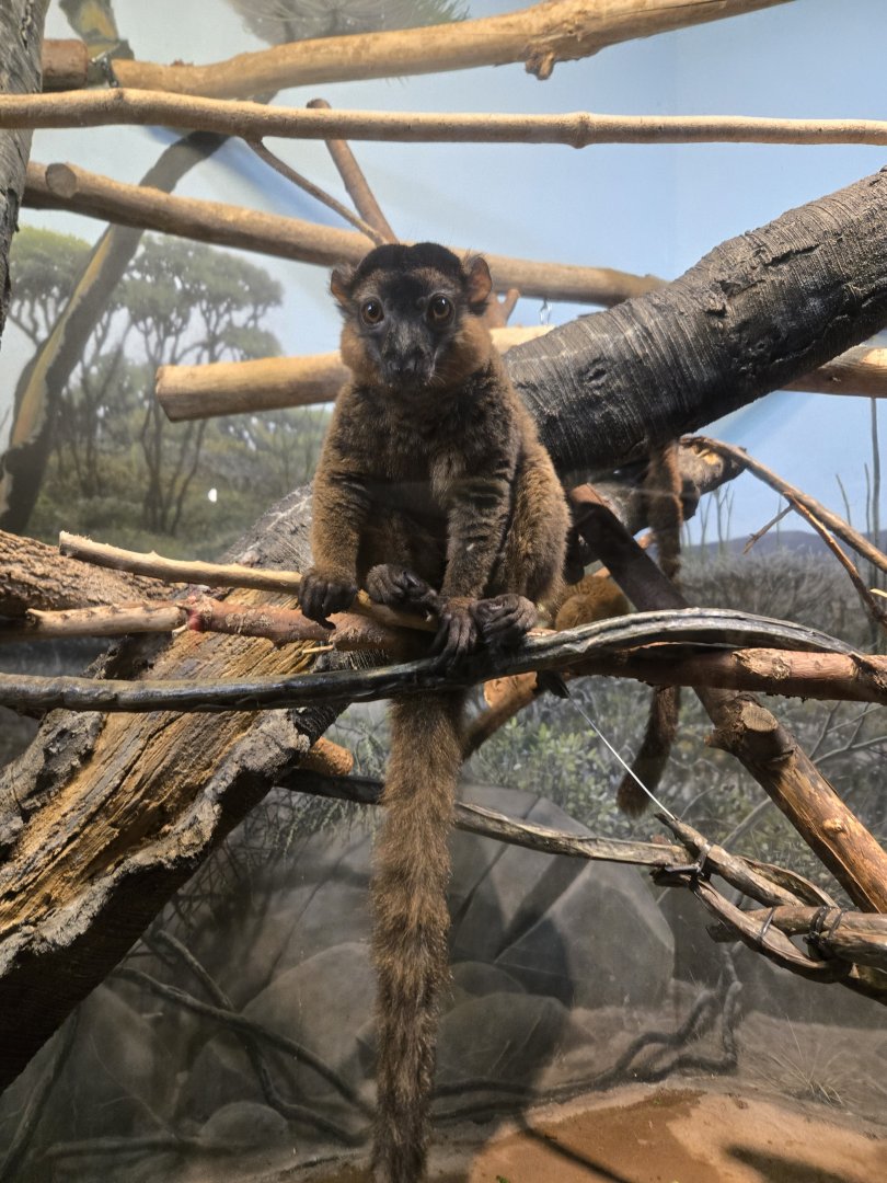 Collared Brown Lemur