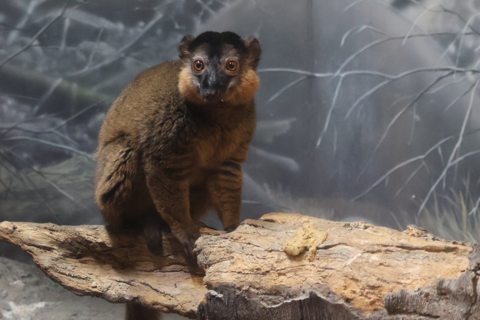 Collared Brown Lemur