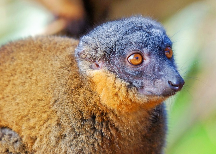 Collared Brown Lemur