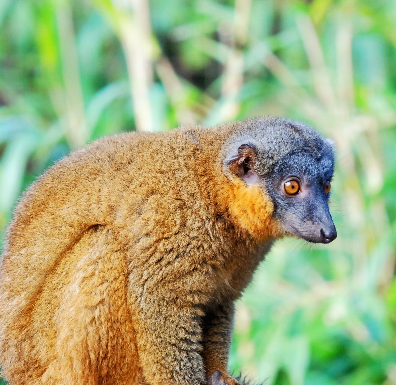 Collared Brown Lemur