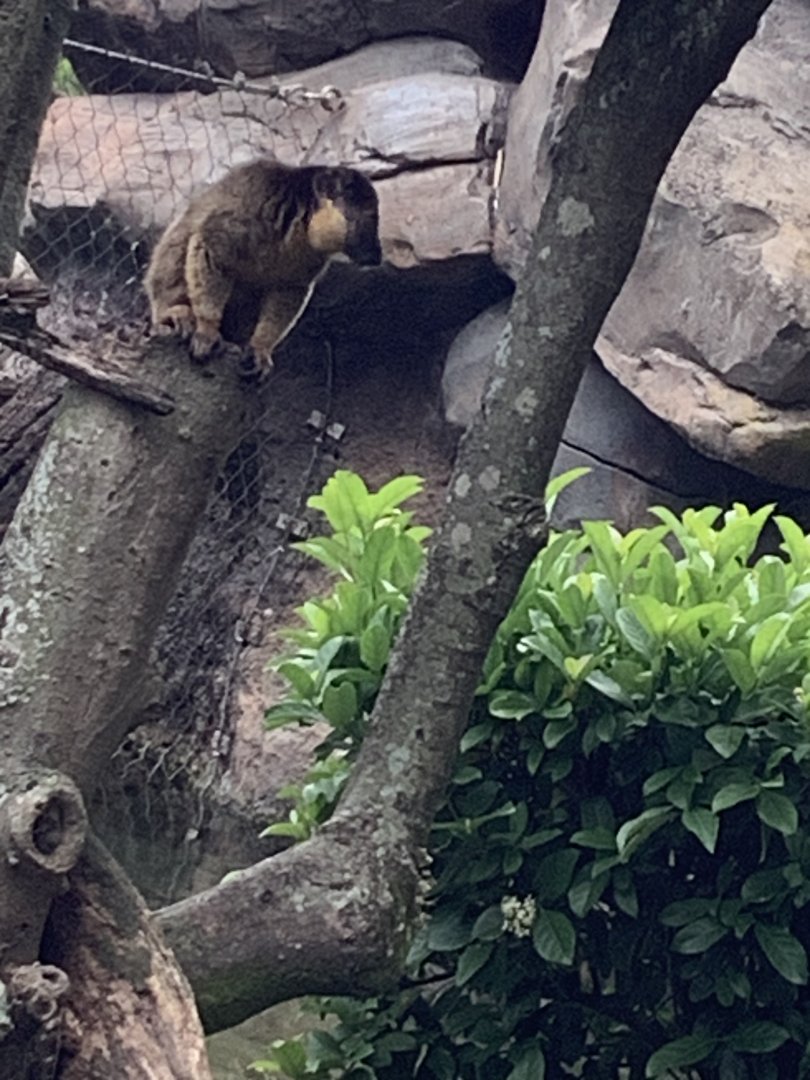 Collared Brown Lemurs 3/18/24