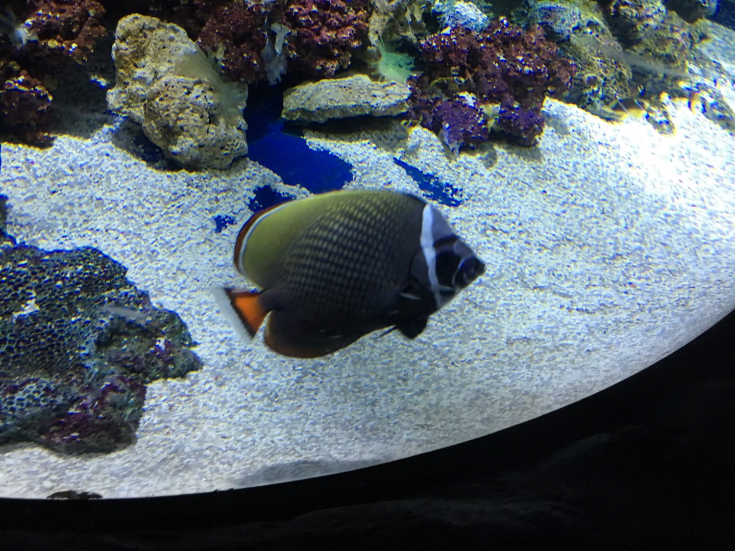 Collared Butterflyfish