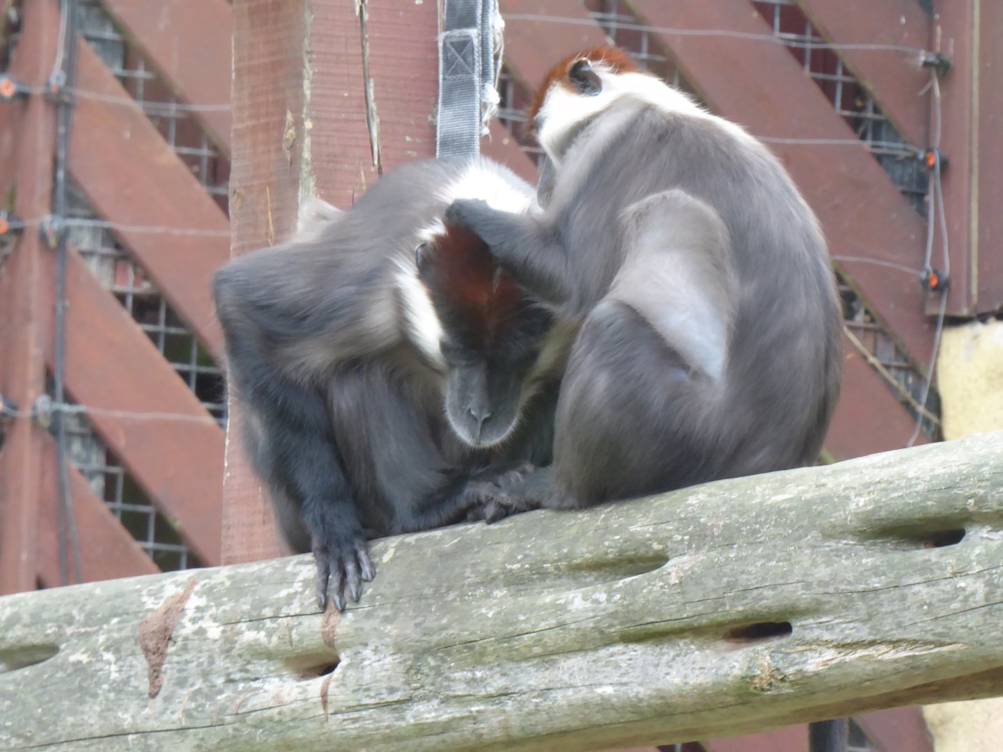 Collared/Cherry-crowned mangabeys 050819