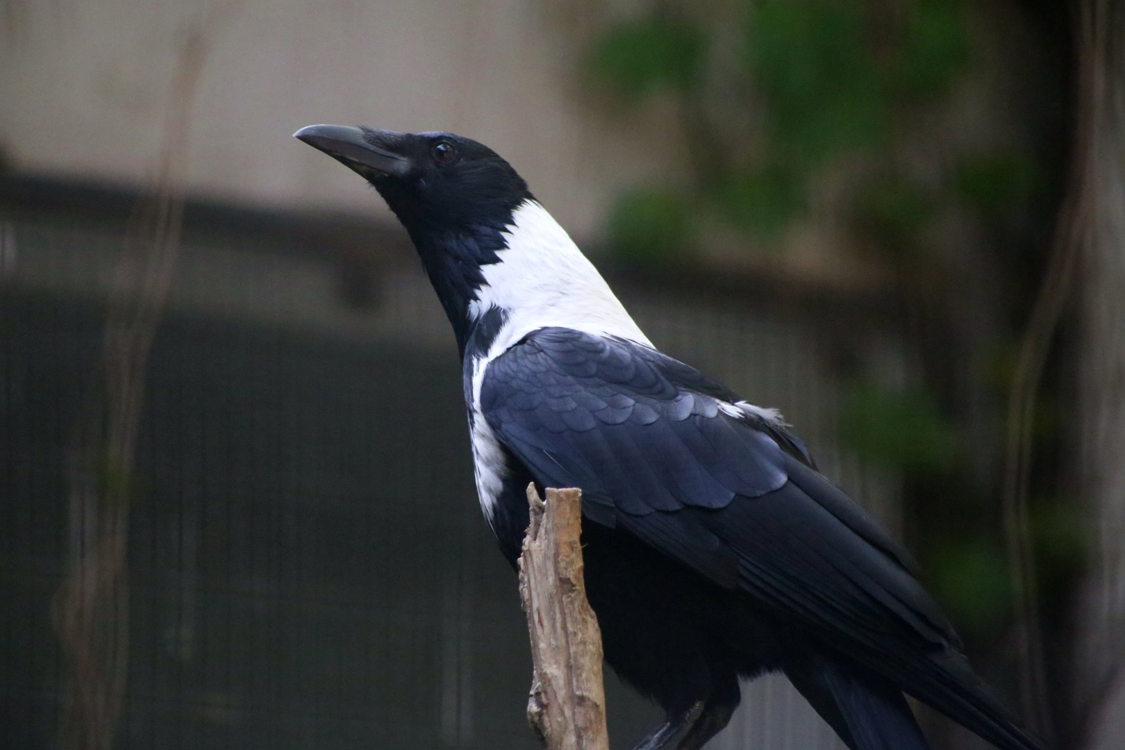 Collared Crow (Corvus pectoralis)