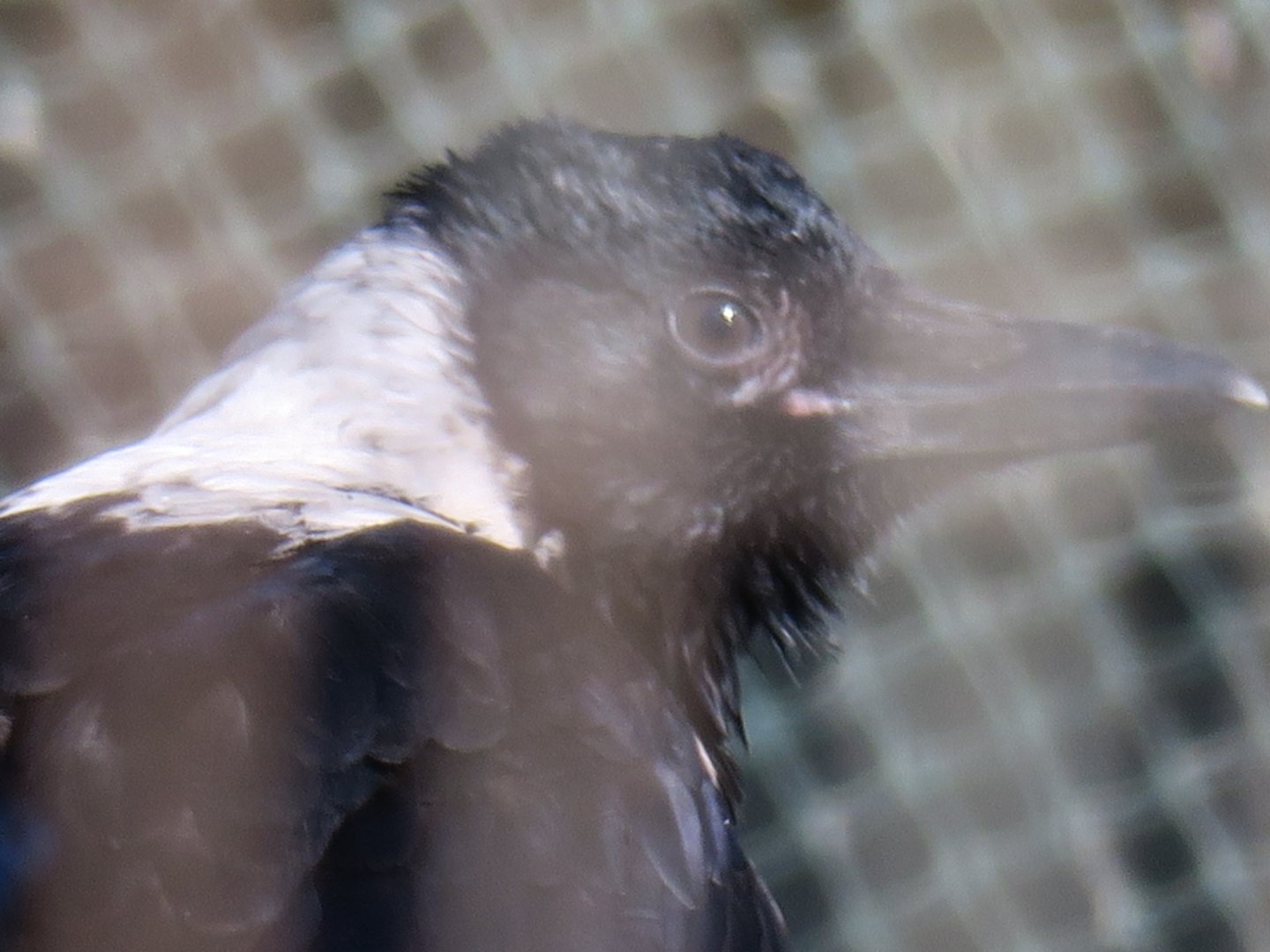 collared crow (Corvus torquatus)